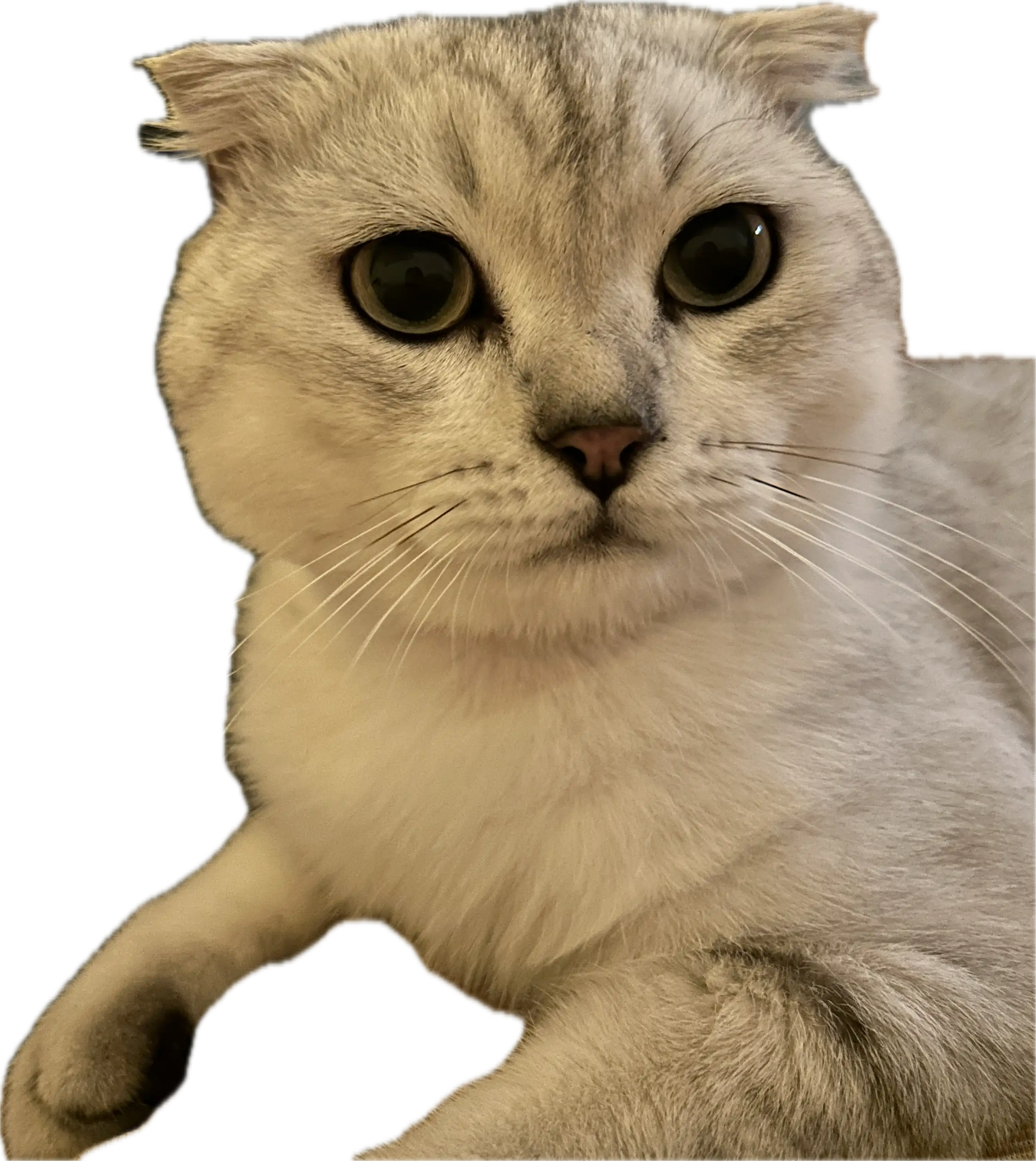 A cool photo of Sumo